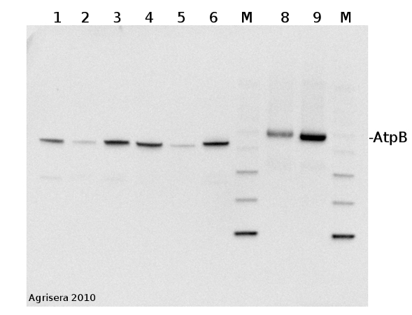 western blot        detection of AtpB in animal and plant tissue